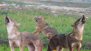 Jackal Sound-----Golden Jackal Calling Sound at night