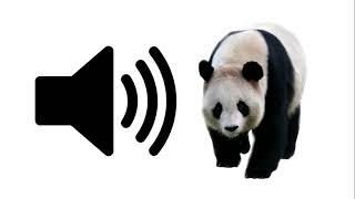 Panda - Sound Effect | ProSounds