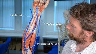 Veins of the upper limb