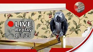 Einstein Parrot Live 1/3/25