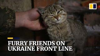 Stray animals boost morale on Ukraine’s front lines as Russia and Nato remain at odds