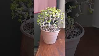 Bonsai de Portulacaria Afra #plantas #bonsai #portulacariaafra #plants #jardin #succulent