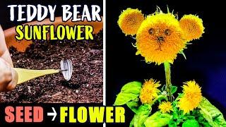 Growing Teddy Bear Sunflower From Seed To Flower (88 Days Time Lapse)