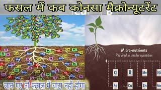 फसल में डाले ये सुक्ष्म पोषक तत्व । micronutrients in plant। सुक्ष्म पोषक तत्व।