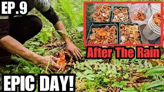 Lobster Mushroom Hunting (EPIC DAY!) After The Rain.