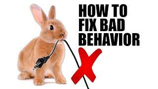 4 Ways To Improve Your Rabbit's Bad Behavior