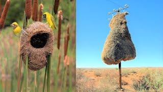 15 Most Amazing Nests Built By Bird Architects