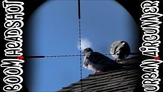 Slow Motion Pigeon HeadShot | Sniper Cam  | Airgun Evolution