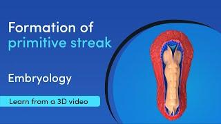 How is the primitive streak formed | Best 3D Medical Learning App | MediMagic