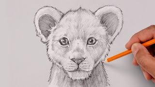 How To Draw Young Mufasa | The Lion King