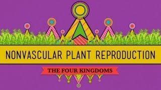 The Reproductive Lives of Nonvascular Plants: Alternation of Generations - Crash Course Biology #36