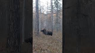 Встреча в тайге: лось и бесстрашный лесоустроитель! Ванинский район.