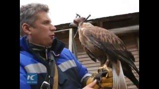 The ancient tradition of falconry in Russia