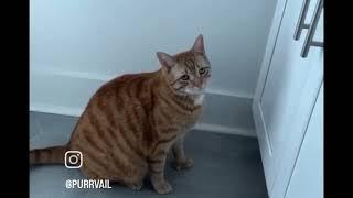 Cats being cats, relatable and funny for 4 minutes | meme's, cute and funny cats