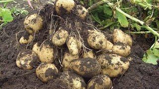 Большой урожай картофеля. Часть 1