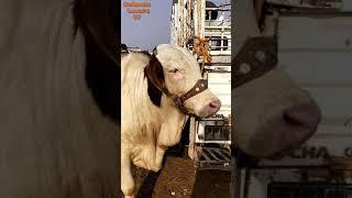 Testing short video|Beautiful Ablag Nukraa Bachraa Multan Cow Mandi short video