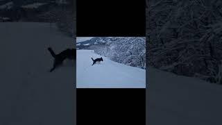 Unser Hund liebt den Schnee total! #schnee #pudel #hund #dog #snow #alpen