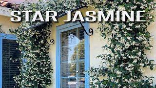 Star Jasmine |  Design ideas for a classic timeless landscape.