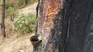 How to Tap a Pine Tree for Sap