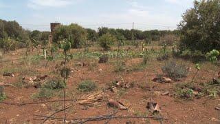 Maroc : les agriculteurs s'entraident et passent au bio