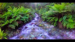 Running the Hollyford Track | Fiordland | NZ