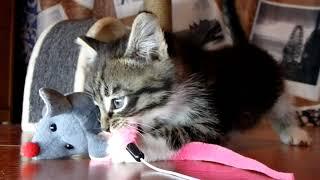 How to train a kitten to a scratching post? Cat scratching post toy!