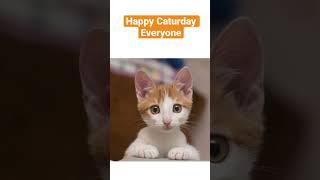 Happy #Caturday everyone  #cat #cats #catlover #catvideos