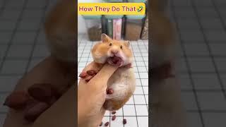 #Hamster#viral#Cutevideo#animals