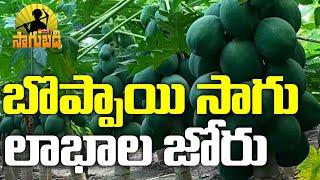 Organic Papaya Cultivation | Young Farmer Success Story | Sakshi TV Sagubadi