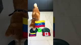 Copa America 2024: Dog Predicts Football games Argentina vs Ecuador, Messi Brazil & More Finals!