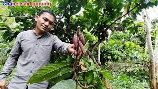 Hasil setelah peremajaan Cacao dataran tinggi kebun anak yatim...kita do,a kan bisa bagus.Aminnnn