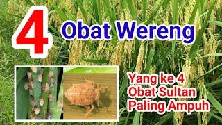 Cara Mengatasi Wereng Coklat || Obat Wereng Coklat