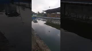 HIBURAN BARANGKALI ADA RIZQI DI SINI #bonsaiindonesia #mancing