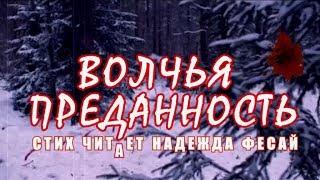 ВОЛЧЬЯ ПРЕДАННОСТЬ-читает НАДЕЖДА ФЕСАЙ-автор Оксана Залилова