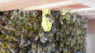 Japanese honeybees start building new honey comb. Observation hive【2021B#1 Day 17】