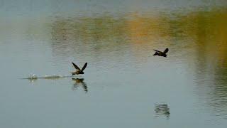 Swifts Drinking Water on the Wing