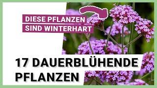 17 dauerblühende Pflanzen, die winterhart sind