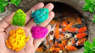 Great Catch Strawberry Pacman Frog In Cave, Ornamental Fish, Koi, Pearl Pingpong Fish, Guppy Fish