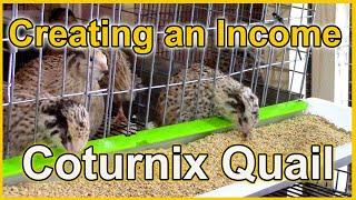 Making Money with Coturnix Quail
