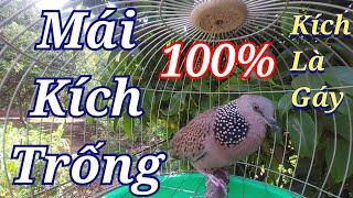 Tiếng cu gáy Mái kích Trống nghe là gáy 100% / Cu gáy Mái Thúc Gọi bổi nhanh nổi hiểu quả