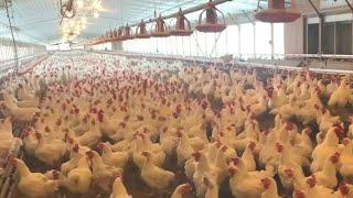 First bird flu-related death in U.S. reported in Louisiana