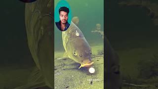 How fish react to lure**Underwater Bite Footage#fish #reaction #shorts