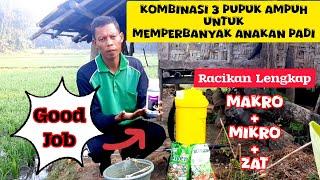 NUTRISI AMPUH...Untuk Memperbanyak Anakan Padi Produktif agar Hasil Panen Petani Dapat Meningkat.