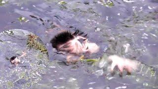 d.r.o.w.n.e.d while swimming ‼️ This wild baby monkey survived to the other side