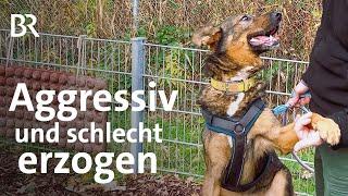 Trainingsprojekt für schwer vermittelbare Hunde aus dem Tierheim | Schwaben + Altbayern | BR
