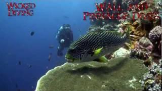 Diving Komodo National Park with Wicked