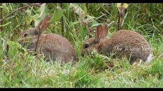 Brown Hares | Baby Hares | The Wildlife | Countryside |  The RubieVerse