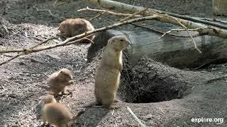 Prairie Dog Security Team | Prairie Dogs Escort A Snake Away From Their Home