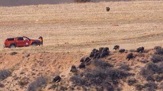 DOMUZ SÜRÜSÜNÜN İÇİNDE KALDIK! - CROWD WILD BOAR HUNT!