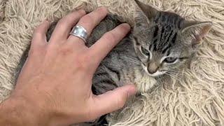 Tiny Kittens at a Cat Cafe!